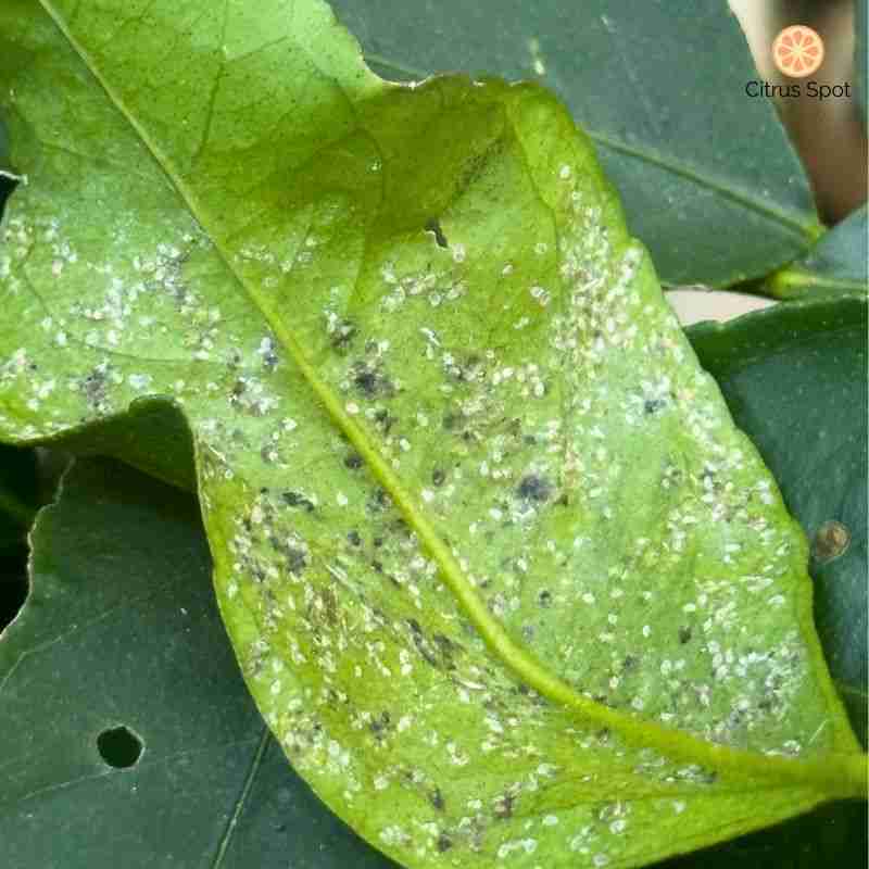 Lime tree leaf affected by citrus whitefly with sooty mould
