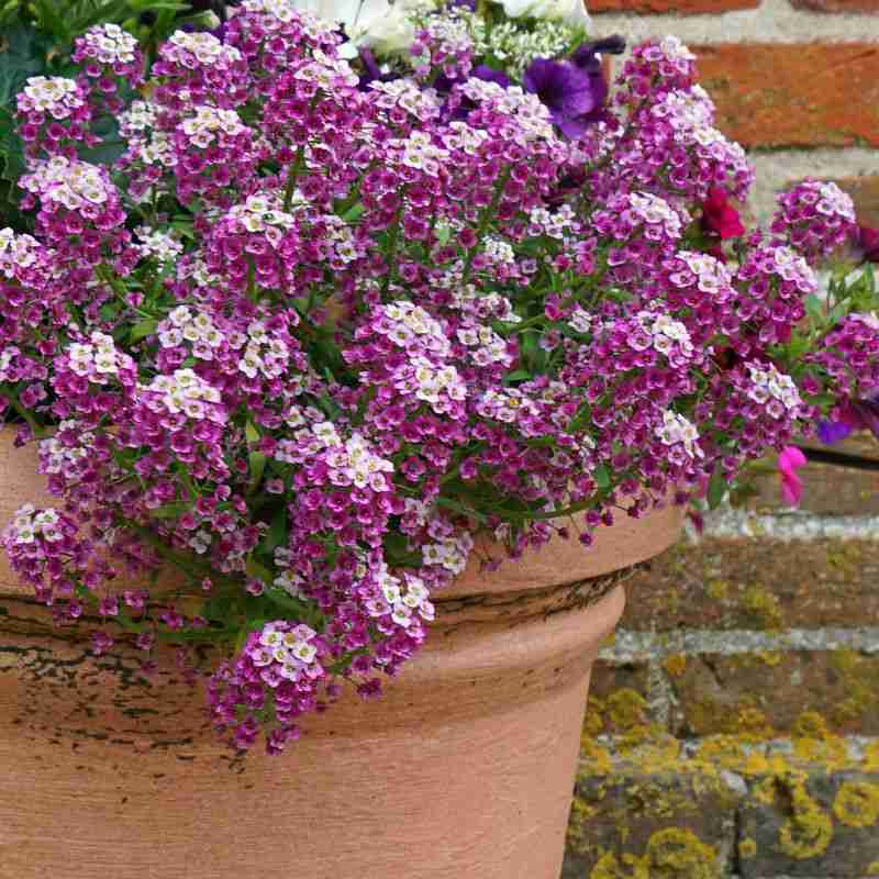 purple alyssum in pot