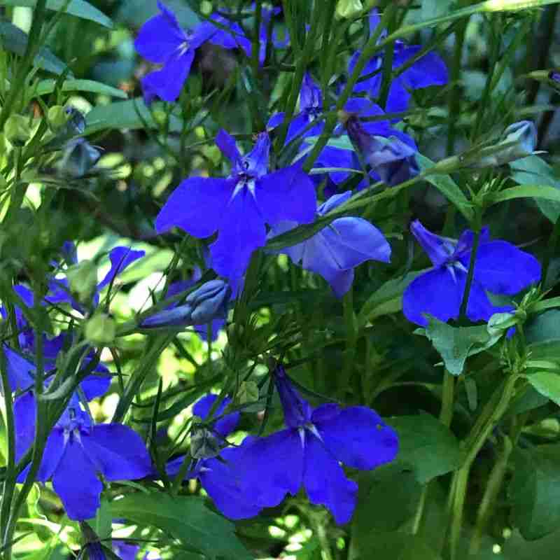 blue lobelia flowers