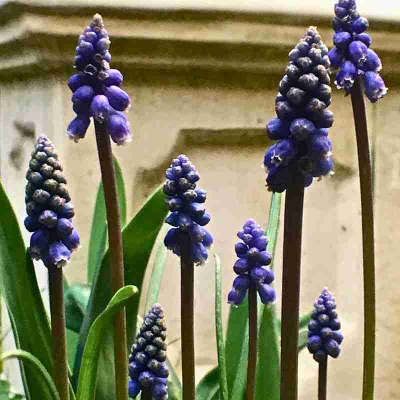 grape hyacinth flowers 