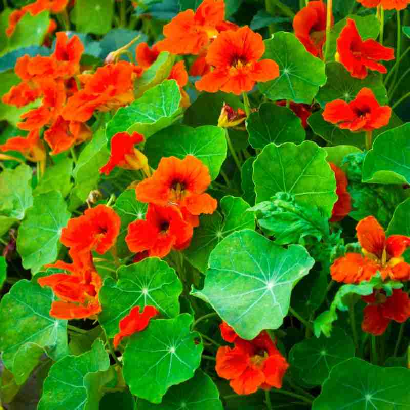 orange nasturtium flowers and green leaves