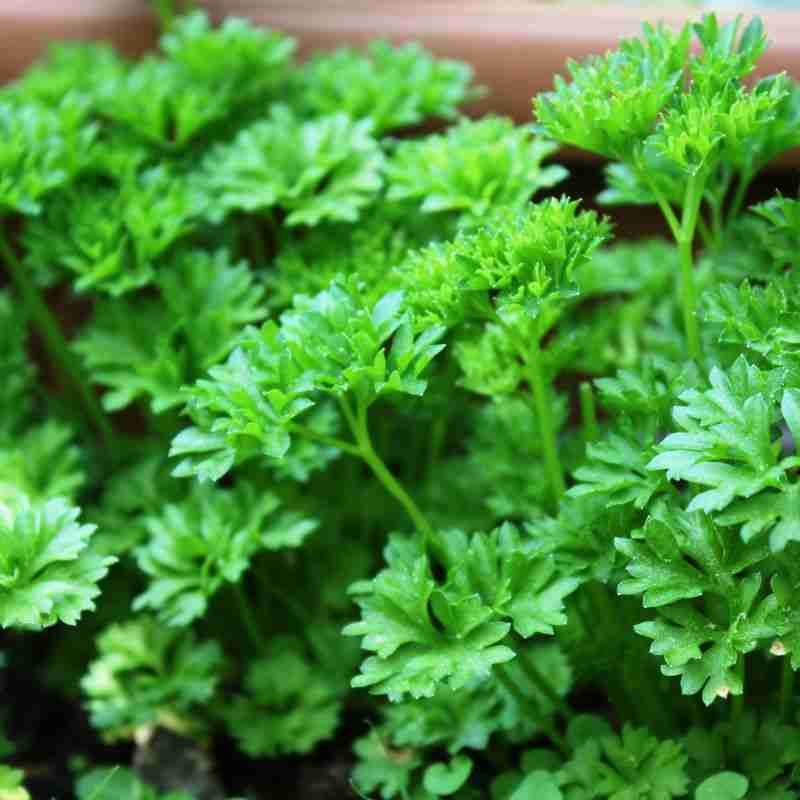 parsley in pot