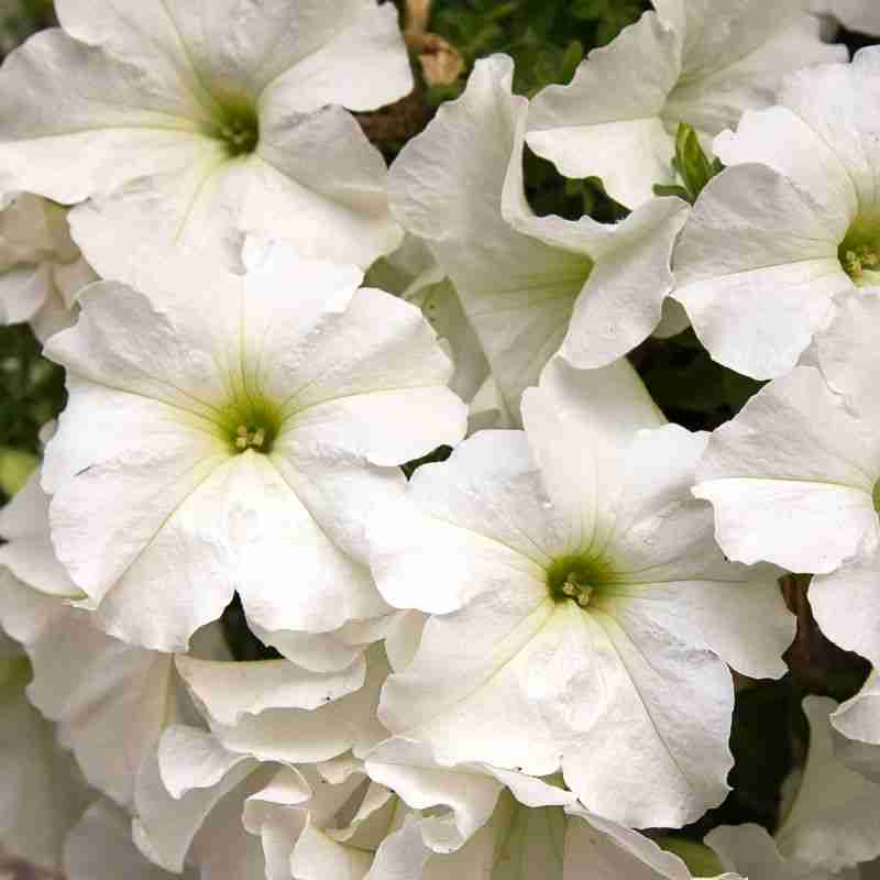 white petunia flowers