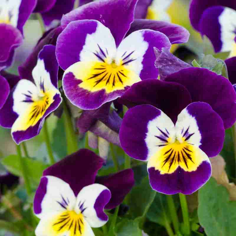 purple, yellow and white viola flowers