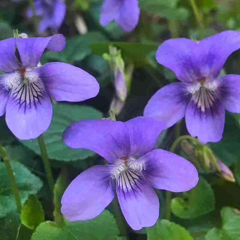 purple violet flowers