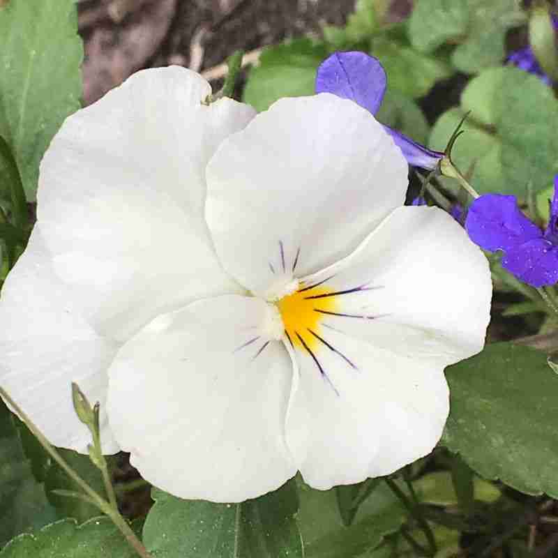 white pansies with blue lobelia