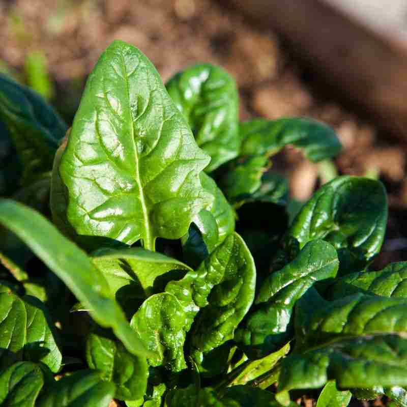 rocket (arugula) growing in a pot