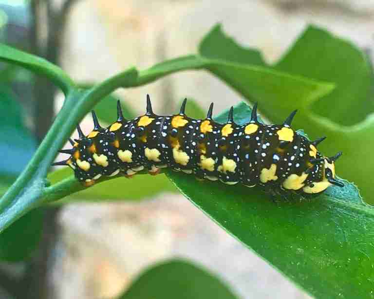 dainty swallowtail citrus caterpillar on orange tree