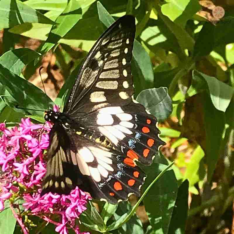 mature black, white and red dainty swallowtail butterfly