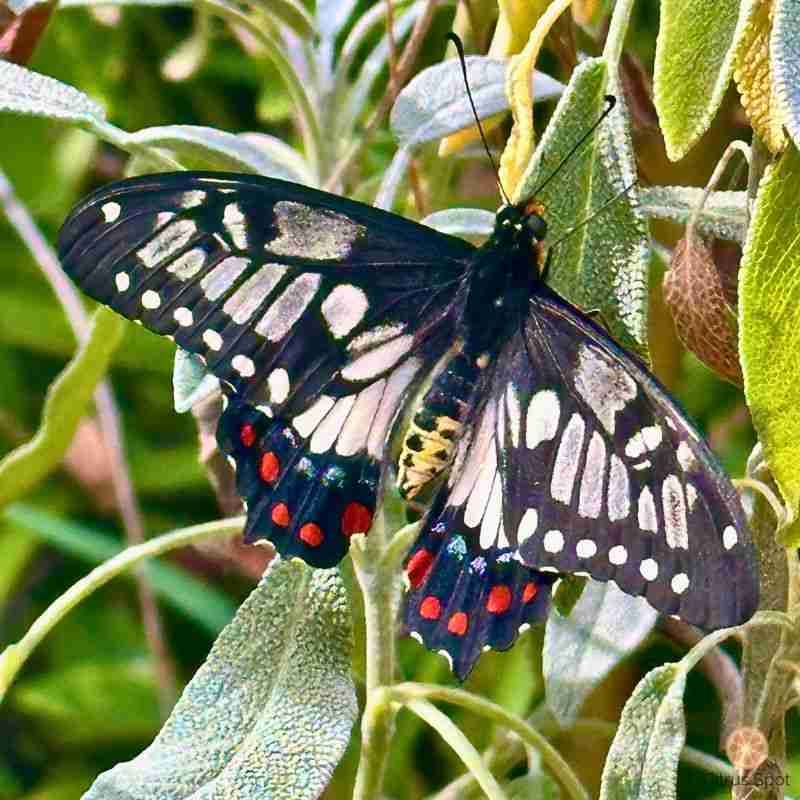mature black white and red dainty swallowtail butterfly on sage plant