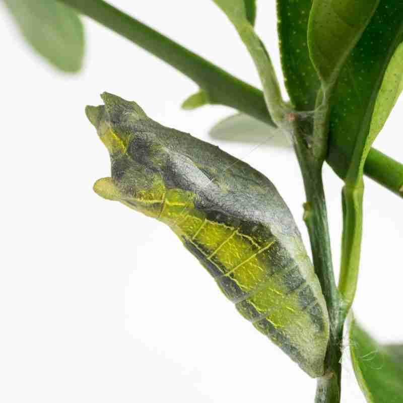 swallowtail butterfly pupa on citrus branch