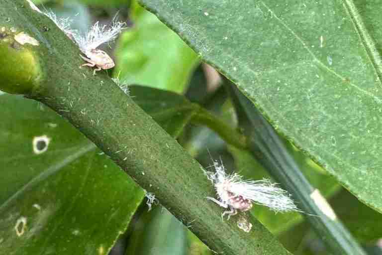 close up of fluffy passionvine hopper nymphs on lemon tree