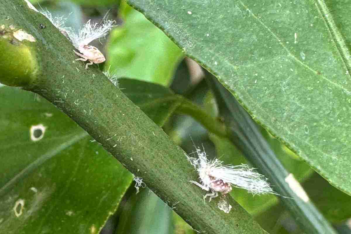 close up of fluffy passionvine hopper nymphs on lemon tree