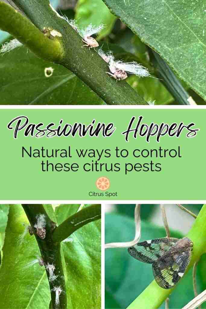 collage of passionvine hopper nymphs with fluffy bums on citrus trees and adult passionvine hopper