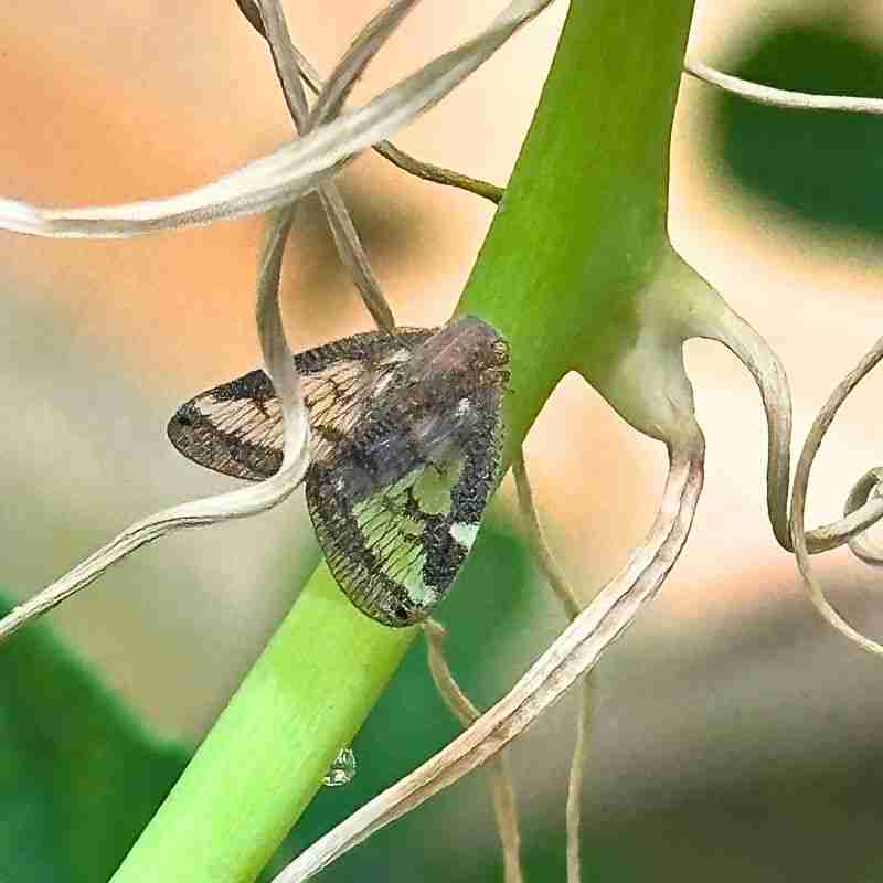 adult passionvine hopper insect with brown lacey wings
