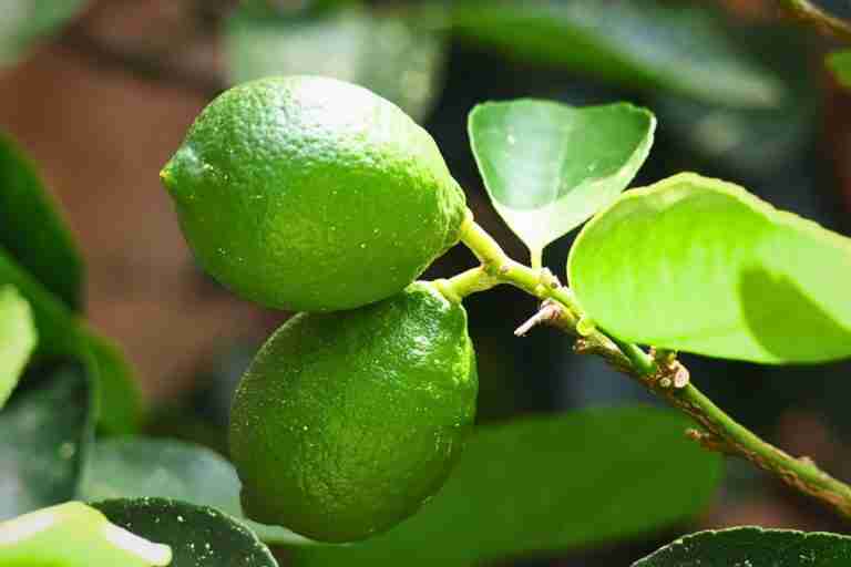 multiple Tahitian limes on citrus tree