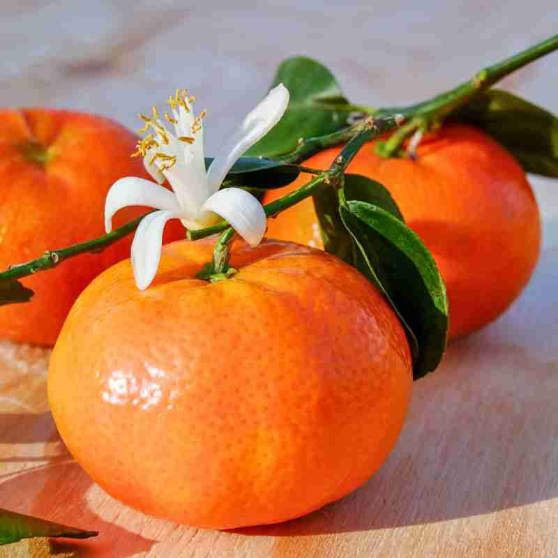 clemantine mandarin with blowwom