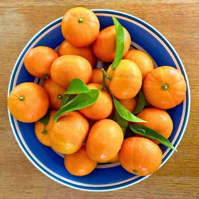 Honey Murcott mandarin variety in blue bowl