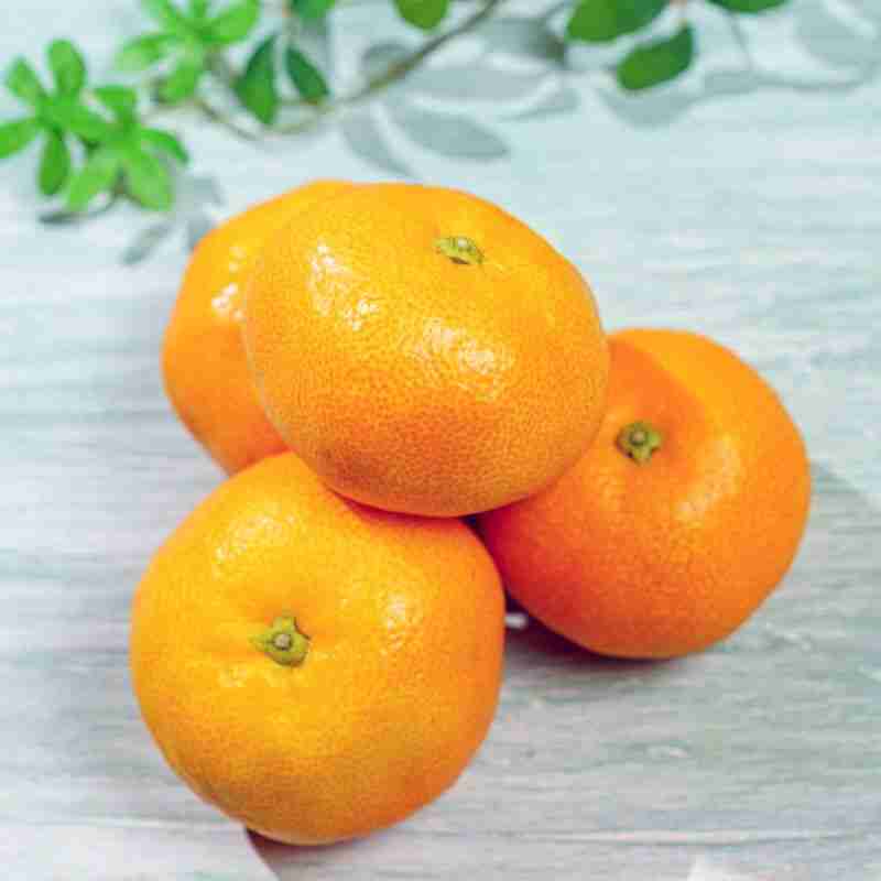 Satsuma variety of mandarin orange