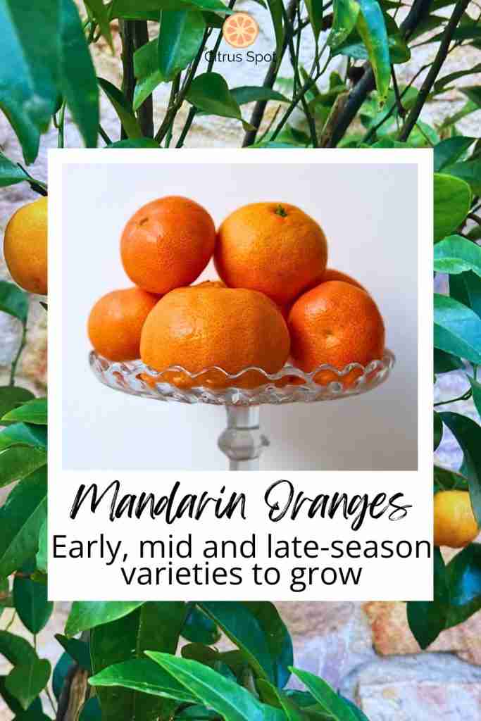 early, mid and late season mandarin varieties in glass dish with mandain orange tree in background