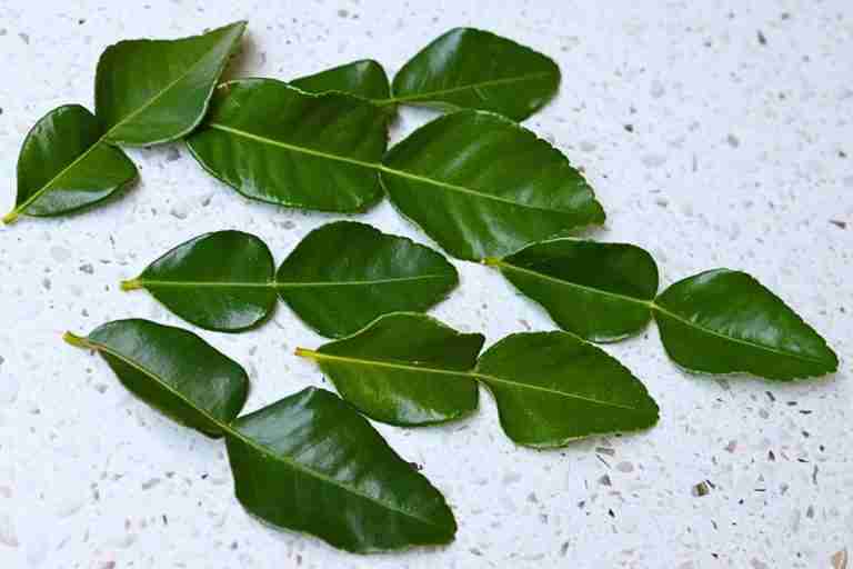 fresh kaffir mukrat lime leaves ready to freeze
