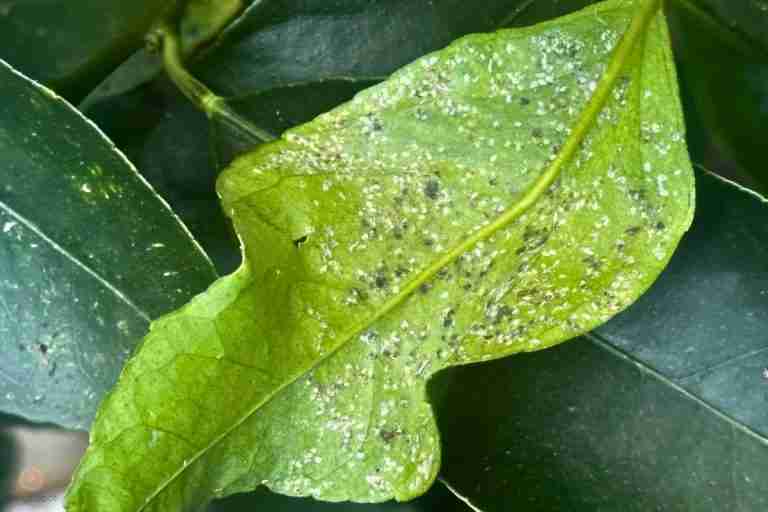 black sooty mould and signs of whitefly on mandarin orange citrus tree leaf